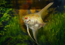 MAANVIS SUNRISE ALBINO