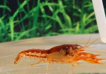 Dwarf Crayfish