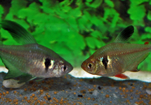 BLACK PHANTOM TETRA