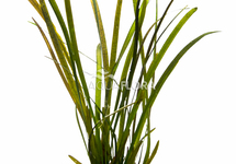 Vallisneria sp. 'Rubra' - PS