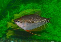 PEARL GOURAMI