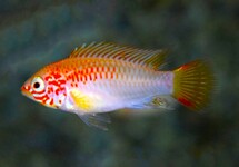 VIEJITA APISTO GOLD