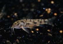 PANZERWELS BLACK FIN