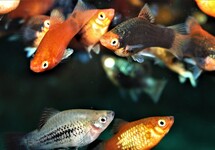 KORAALPLATY MIX