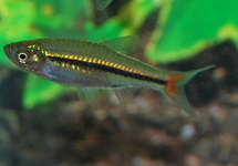 RED-TAILED RASBORA