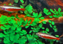 CARDINAL TETRA GOLD