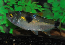 BUCKTOOTH TETRA