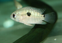 DELPHIN CICHLID