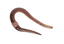 DENDROBAENA VISSERSWORM (15 STUKS)