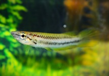 KILLIFISH BIFASCIATUS