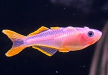 PSEUDOMUGIL FURCATUS BLOND