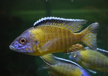 PEACOCK CICHLID USISYA GOLD