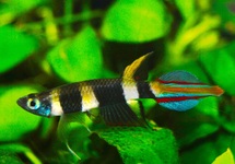 BANDED PANCHAX