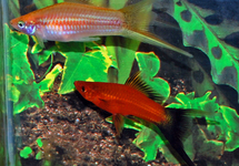 SWORDTAIL LONGFIN MIX