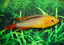 GELE DWERGCICHLIDE FIRE FISH