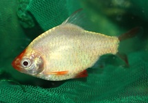 PUNTIGRUS TETRAZONA PLATINUM S