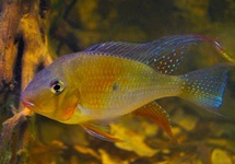 THREADFIN ACARA