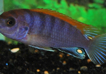 MALAWI CICHLID HONGI