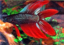 BETTA DOUBLETAIL MALE