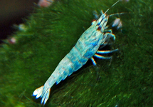 BLUE BOLT SHRIMP