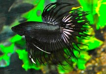 COMBATTANT CROWNTAIL NOIR (MÂLE)