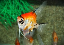 ANGELFISH KOI GOLDHEAD