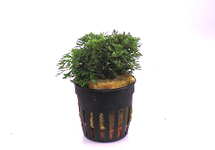 Limnophila sessiliflora (ambulia) in terracotta