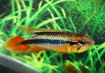 AGASSIZ'S DWARF CICHLID