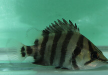 TIJGERBAARS QUADRIFASCIATUS