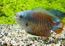 DWARF GOURAMI NEON MALE
