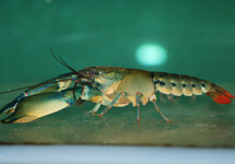 MISOOL MINI CHERAX