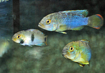 PANDA DWARF CICHLID