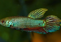 BETTA SMARAGDINA
