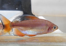 KONGOZALM NIGROPTERUS