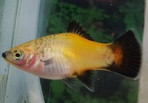 PLATY YELLOW WAGTAIL