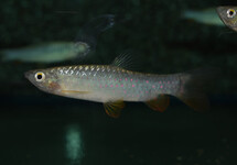 RED SPOTTED TETRA