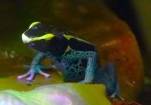 DENDROBATE À TAPIRER