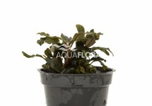 Bucephalandra 'Deep Purple' - PE