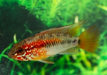 MACMASTERI APISTO RED MASK