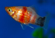 PLATY BLEEDING HEART MICKEY