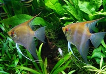 MAANVIS RIO NEGRO