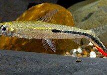 Autres Characiformes