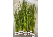 Vallisneria spiralis in bos