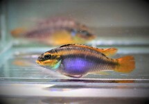 KERSENBUIKCICHLIDE NDONGA M