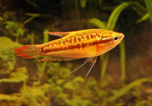 Gourami sauvage