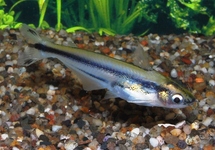 THREE STRIPED AFRICAN GLASS CATFISH