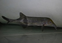 ELEPHANTNOSE FISH RHYNCHOPHORUS