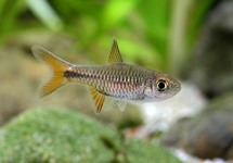 RASBORA LACRIMULA
