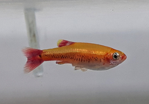 KARDINALFISCH GOLD