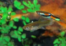 GUPPY ENDLER (M/F)